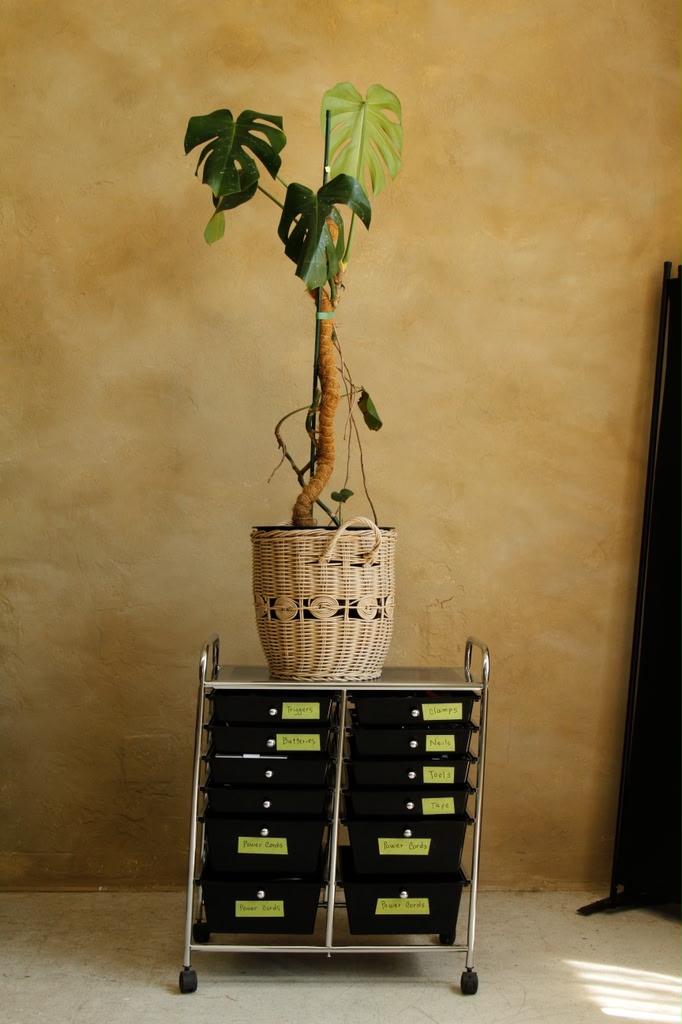 Monstera plant on labeled storage cart